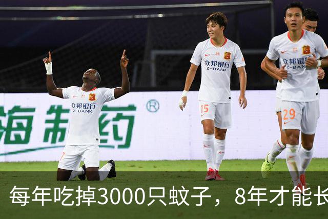 每年吃掉3000只蚊子，8年才能长大，却被人类作为美食大量捕捉